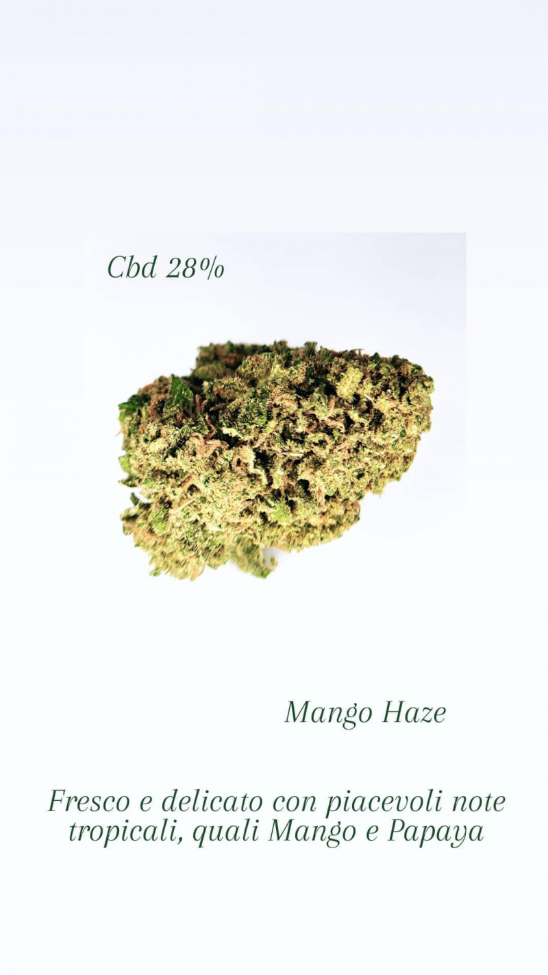 Mango Haze 1Gr