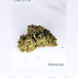 Amnesia 1Gr