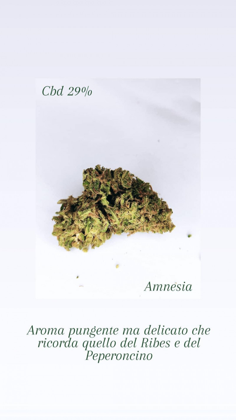 Amnesia 1Gr
