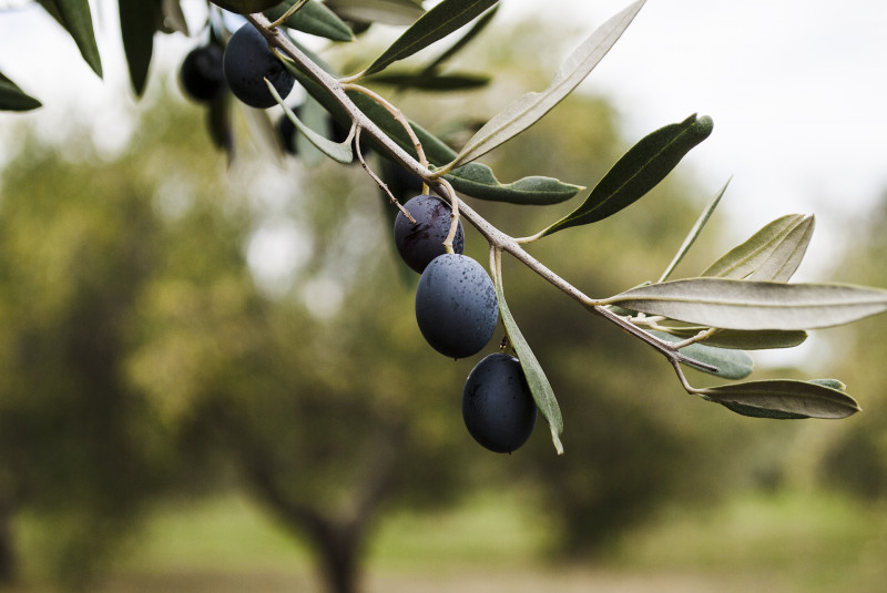 Olio Poldo
