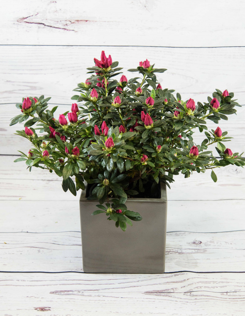 Azalea