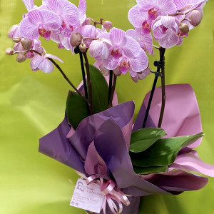 Orchidea