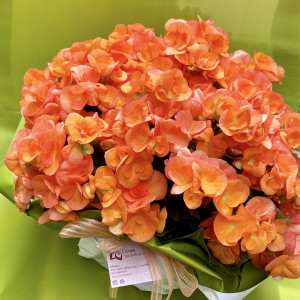 Begonia