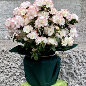 Azalea