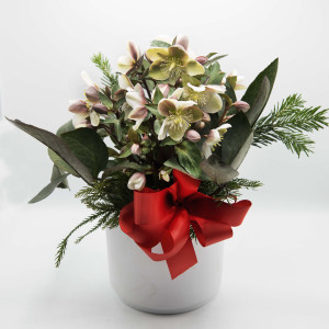 Helleborus